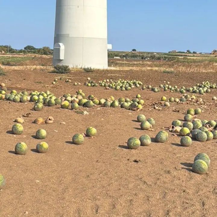 «Appena 7 centesimi al chilo per le angurie, meglio distruggerle che raccoglierle»: il grido degli agricoltori crotonesi\n
