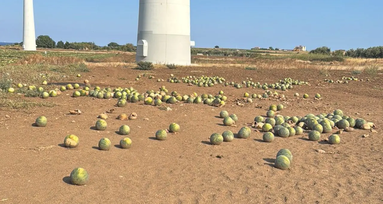 «Appena 7 centesimi al chilo per le angurie, meglio distruggerle che raccoglierle»: il grido degli agricoltori crotonesi\n