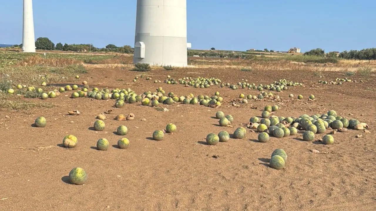 «Appena 7 centesimi al chilo per le angurie, meglio distruggerle che raccoglierle»: il grido degli agricoltori crotonesi\n