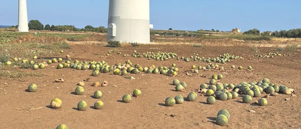 «Appena 7 centesimi al chilo per le angurie, meglio distruggerle che raccoglierle»: il grido degli agricoltori crotonesi\n