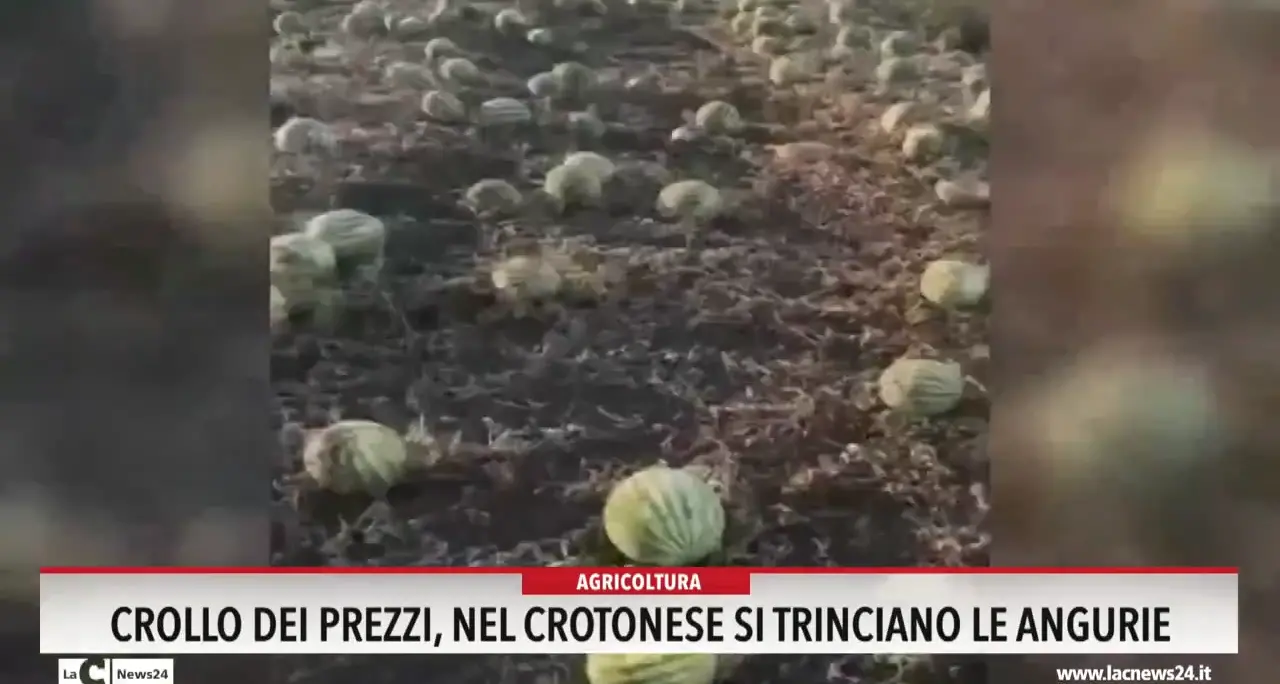 Crollo del prezzi, nel Crotonese si trinciano le angurie