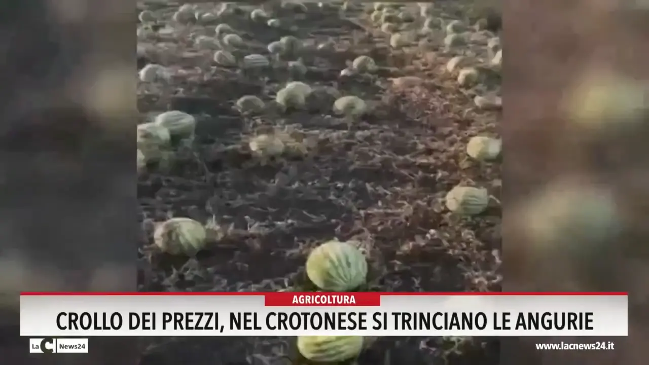 Crollo del prezzi, nel Crotonese si trinciano le angurie