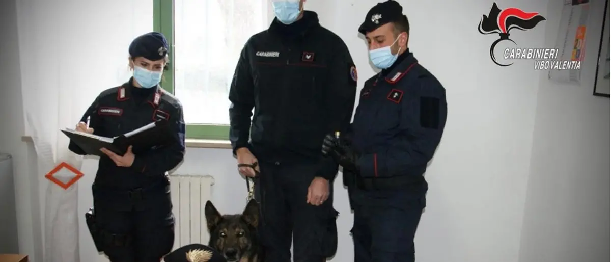 Il cane fiuta armi e bombe carte in casa: arrestato un giovane di Simbario