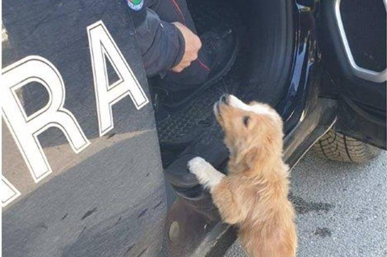 Mileto, cucciolo abbandonato salvato dai carabinieri forestali