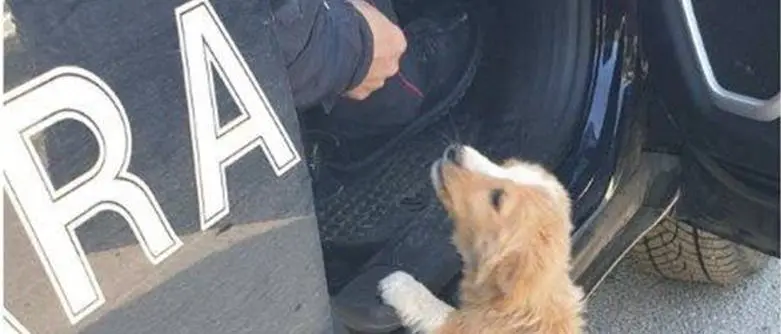 Mileto, cucciolo abbandonato salvato dai carabinieri forestali
