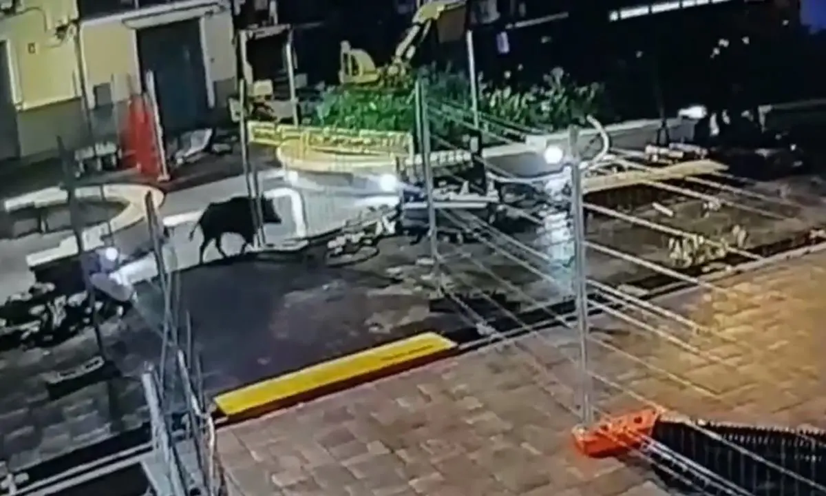 Cinghiale a spasso nel centro di Tropea: ecco il video dell’incursione