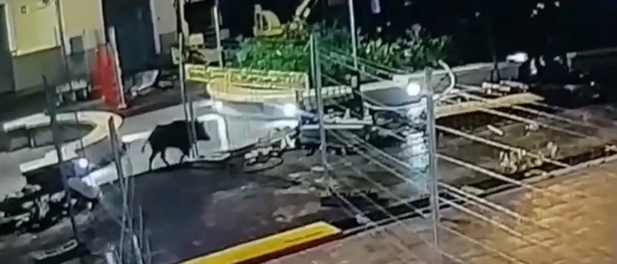 Cinghiale a spasso nel centro di Tropea: ecco il video dell’incursione