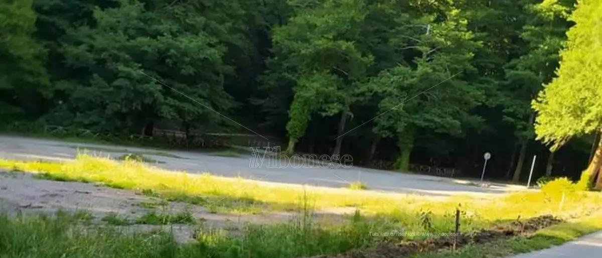 Raid vandalico a Serra San Bruno, estirpate le piantine a Santa Maria del Bosco