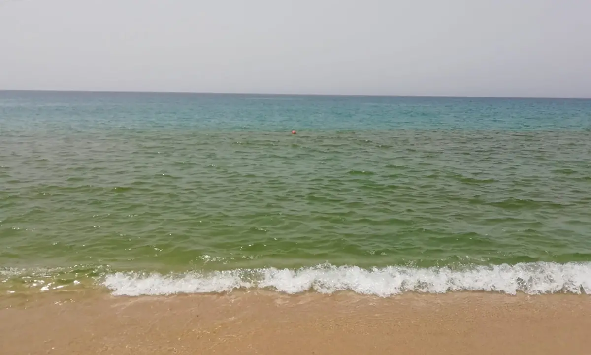 Nicotera Marina, torna la fioritura algale: la segnalazione di Arpacal