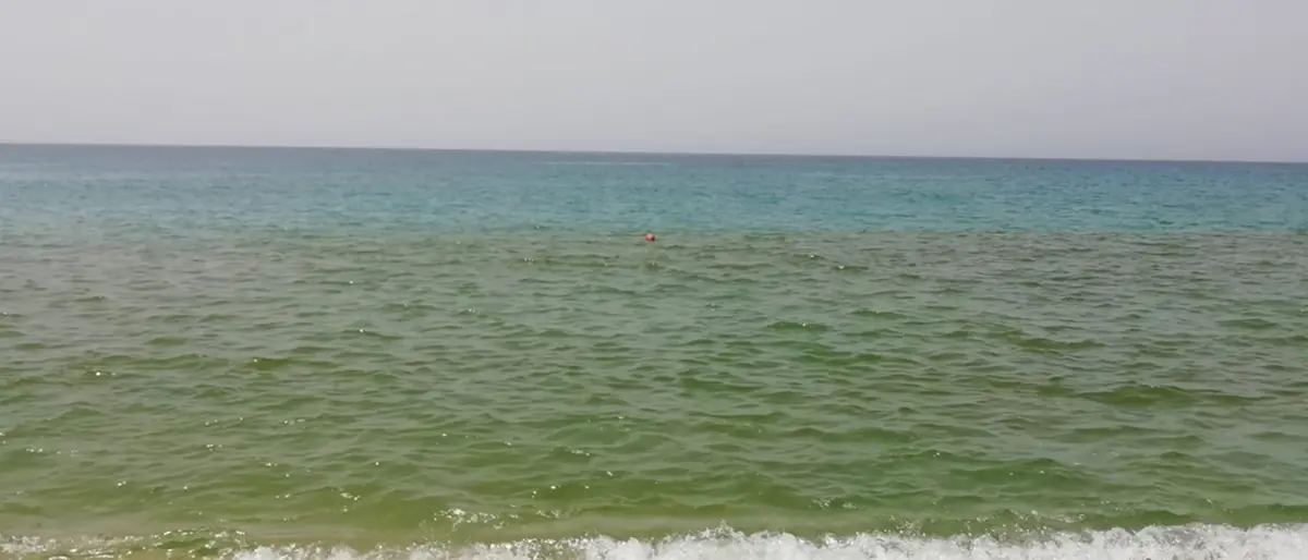 Nicotera Marina, torna la fioritura algale: la segnalazione di Arpacal