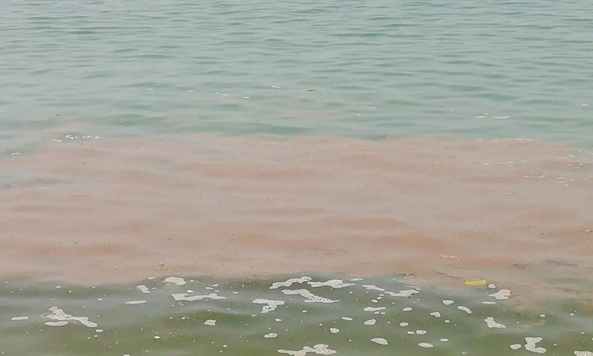 Divieto balneazione in un tratto di mare a Pizzo, Lo Schiavo: «Film già visto»