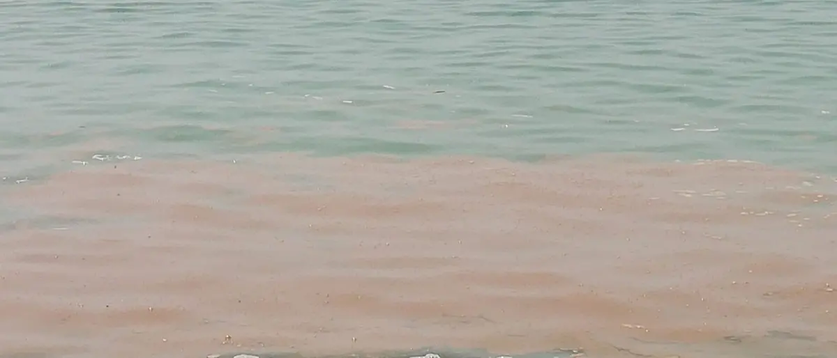 Divieto balneazione in un tratto di mare a Pizzo, Lo Schiavo: «Film già visto»