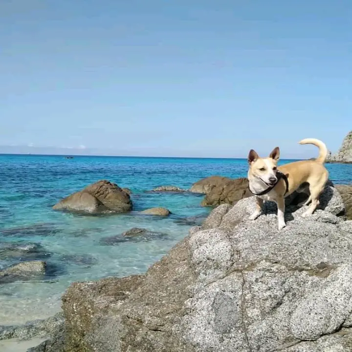Tropea e Zambrone: No agli animali in spiaggia, ma è un’ordinanza della Capitaneria
