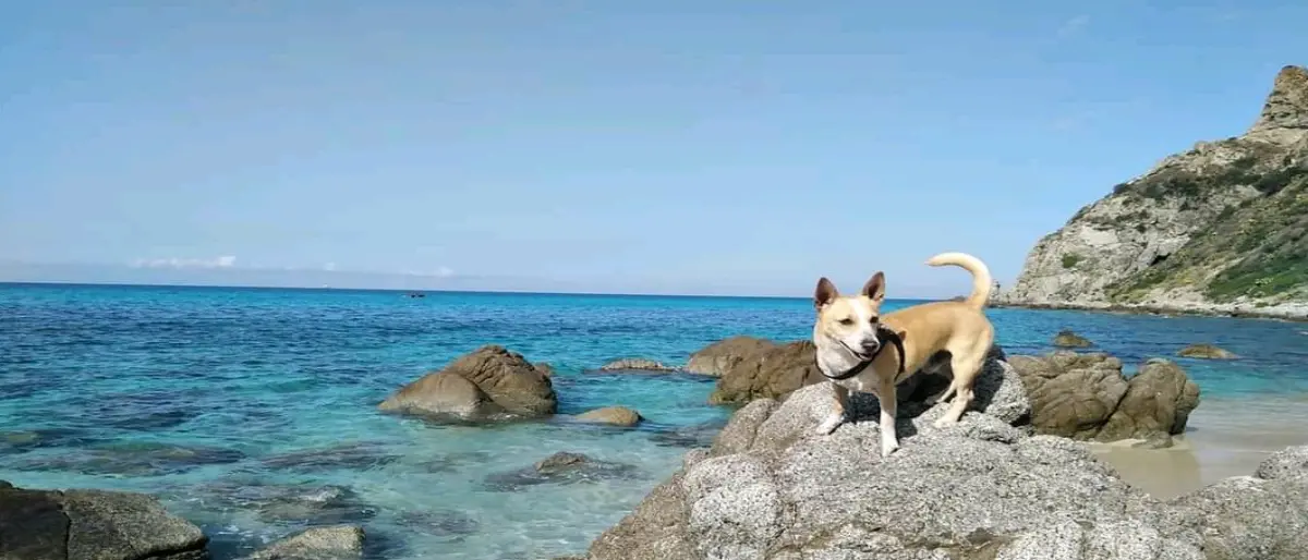 Tropea e Zambrone: No agli animali in spiaggia, ma è un’ordinanza della Capitaneria