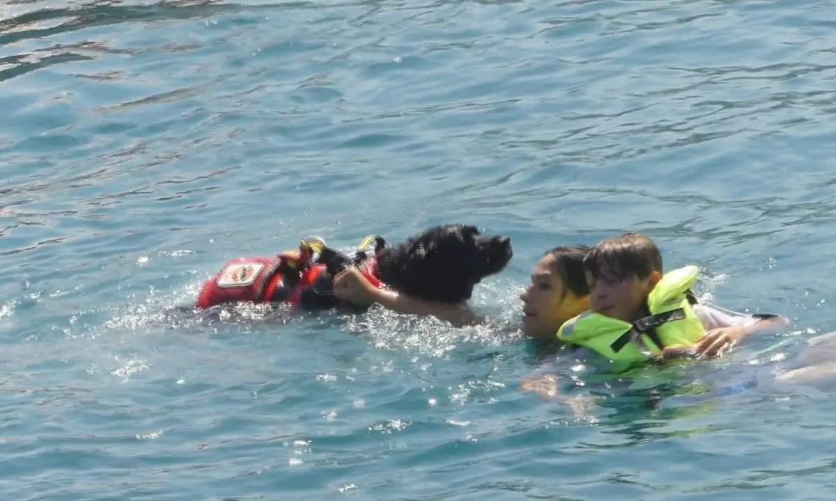 Gli eroi a quattro zampe protagonisti al largo di Vibo Marina - VIDEO
