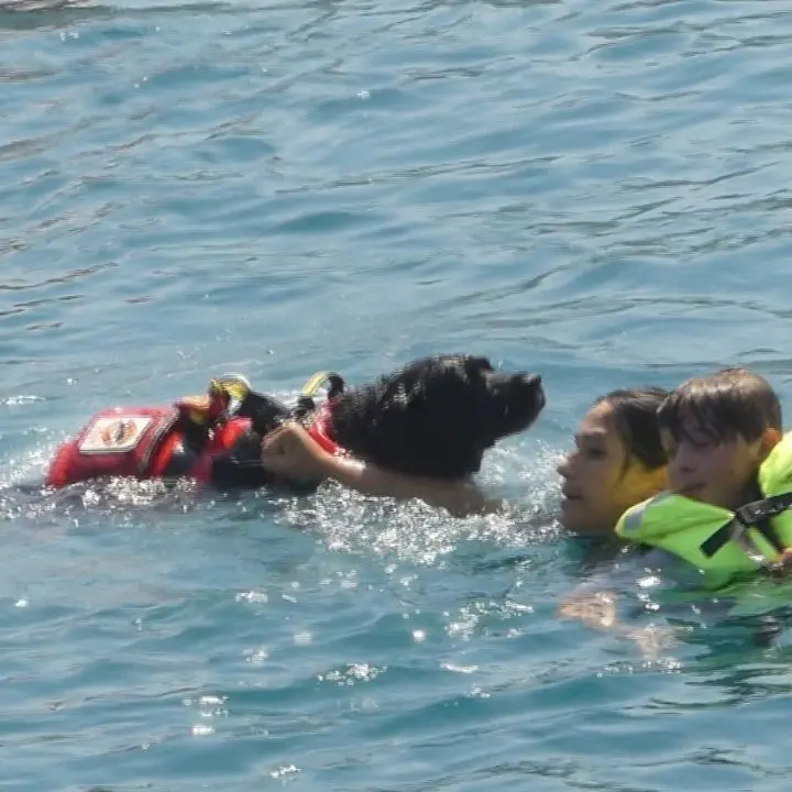 Gli eroi a quattro zampe protagonisti al largo di Vibo Marina - VIDEO