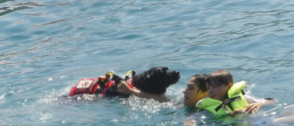 Gli eroi a quattro zampe protagonisti al largo di Vibo Marina - VIDEO