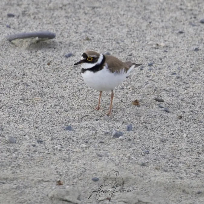 Scorribande in fuoristrada tra le Dune dell’Angitola, il Wwf: «Ora basta»