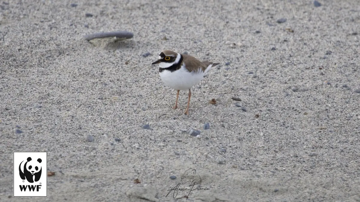 Scorribande in fuoristrada tra le Dune dell’Angitola, il Wwf: «Ora basta»