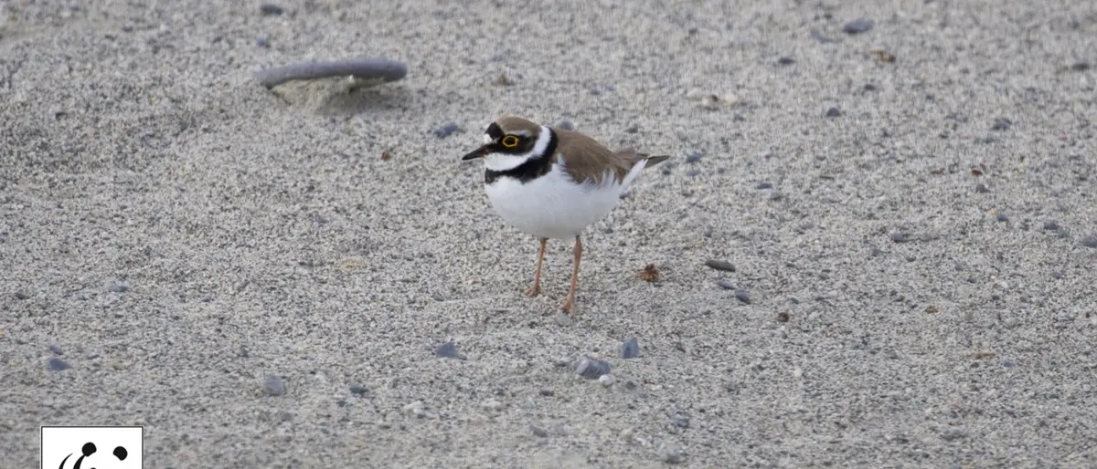 Scorribande in fuoristrada tra le Dune dell’Angitola, il Wwf: «Ora basta»
