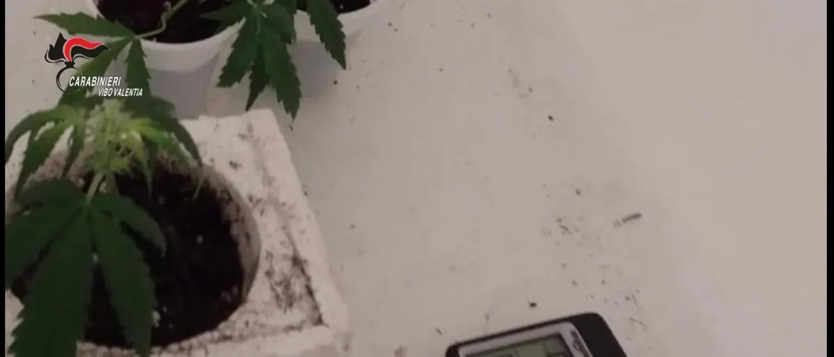 Il cane Hero scopre una “serra” di marijuana in un garage, un arresto a Vibo