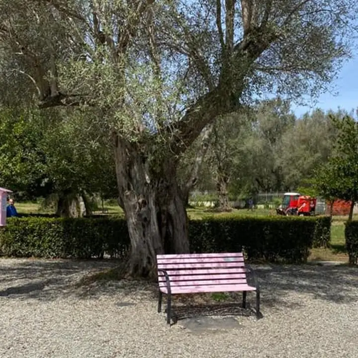 Vibo Valentia, al Parco urbano torna la mini biblioteca rosa