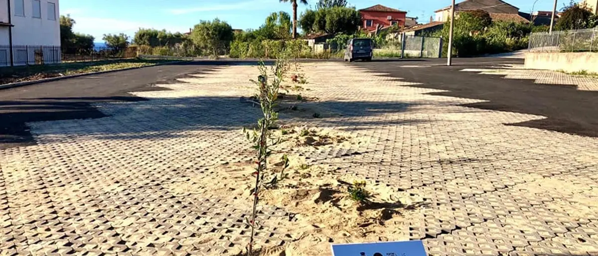 Ricadi, i bambini della primaria piantano 15 ulivi in ricordo delle vittime del Covid