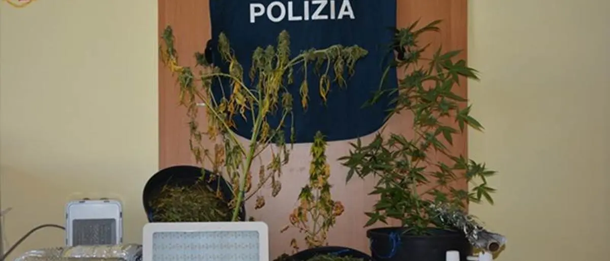 Piante di marijuana in casa: pm chiede 6 anni, Tribunale di Vibo lo assolve