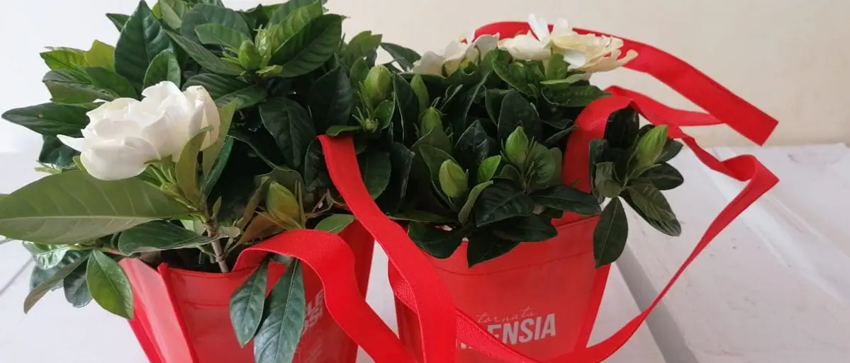 Sclerosi multipla, anche nelle piazze vibonesi tornano le gardenie di Aism