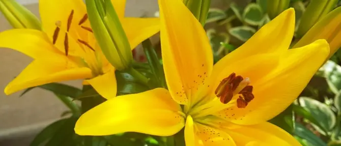 Soriano in fiore, al via il contest pensato per abbellire il centro cittadino