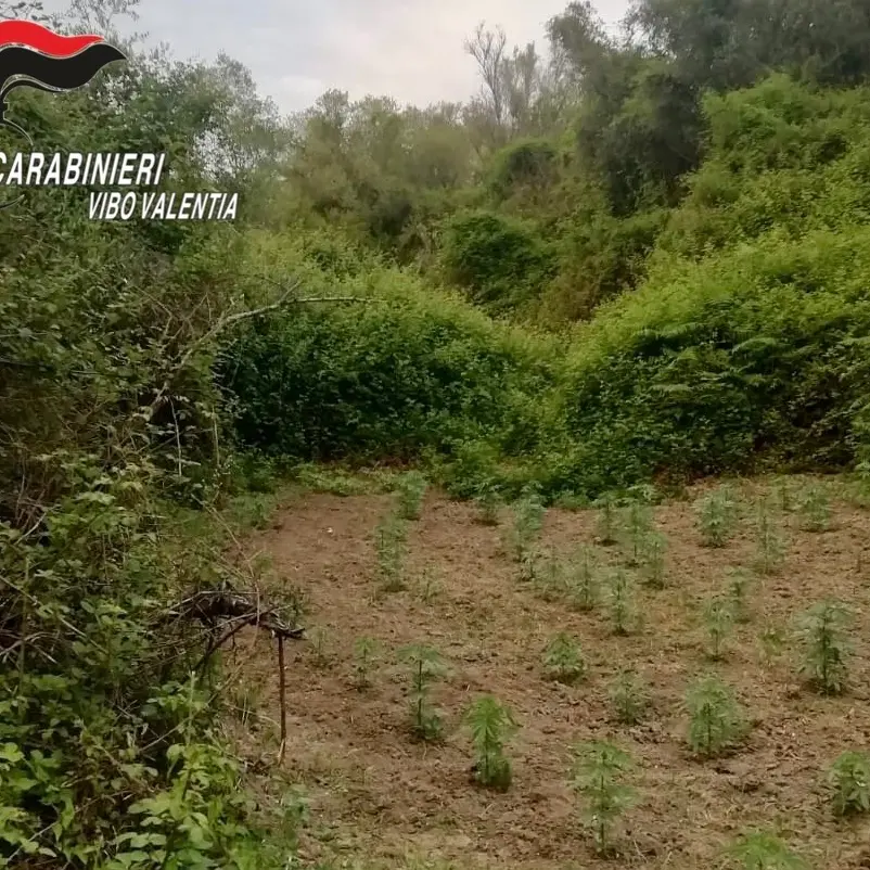 Dasà, rinvenuta piantagione di canapa: avrebbe fruttato 200mila euro