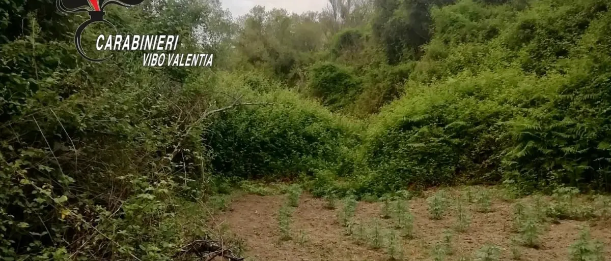 Dasà, rinvenuta piantagione di canapa: avrebbe fruttato 200mila euro
