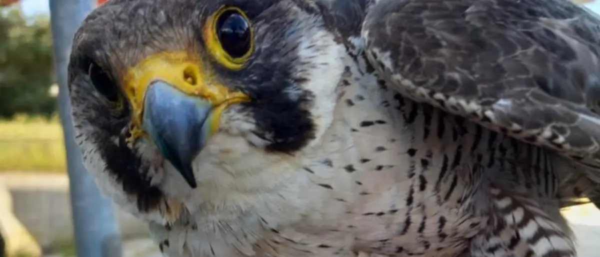 Il Wwf recupera cinque uccelli in difficoltà