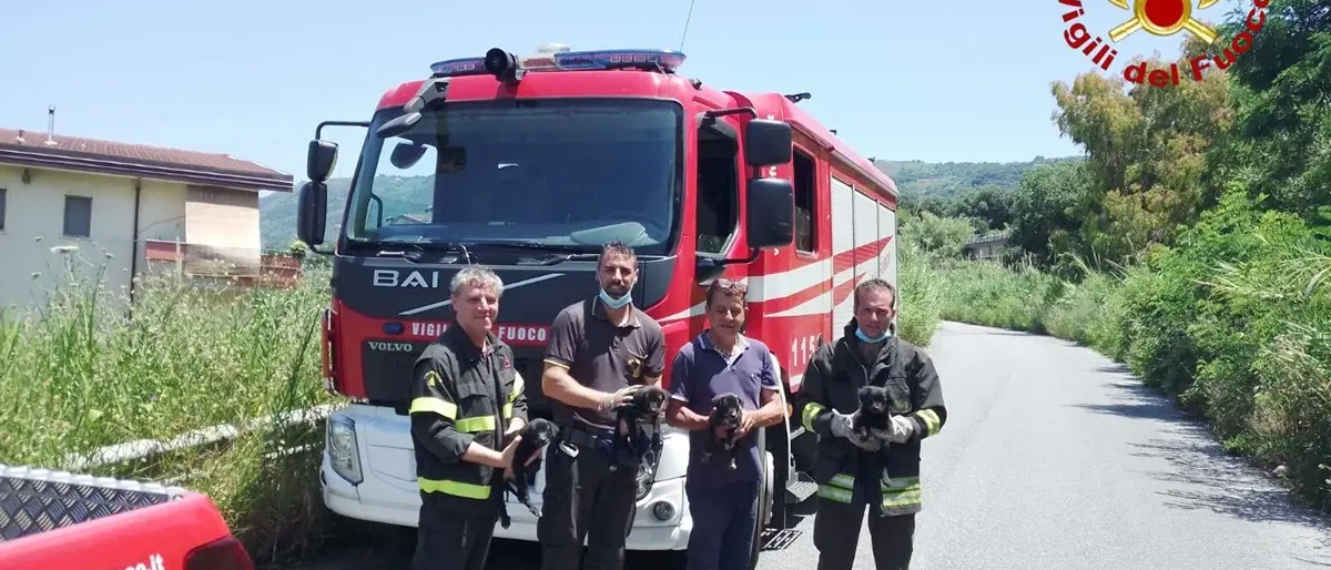 Cagnolini in un dirupo salvati dai vigili del fuoco a Bivona