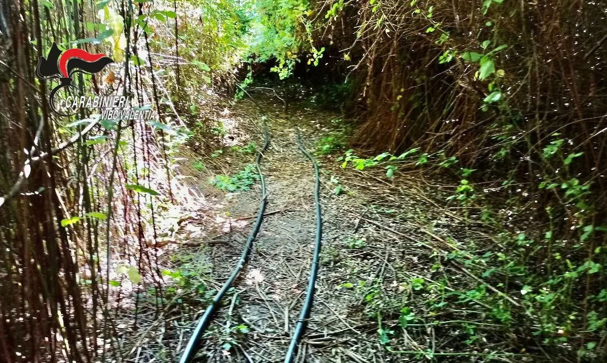Operazione antidroga tra Nicotera e Capistrano: sequestri e un arresto - Video