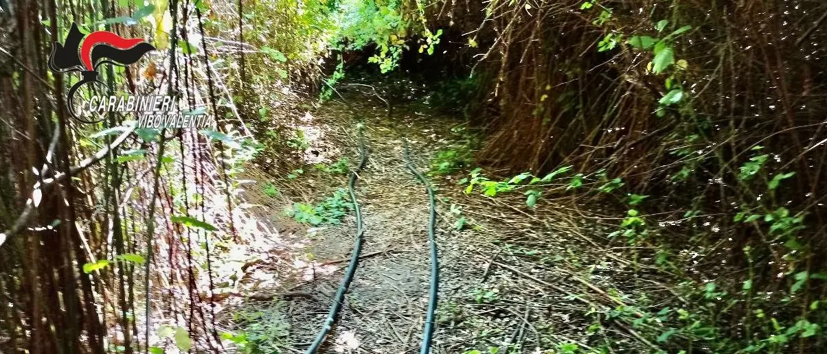 Operazione antidroga tra Nicotera e Capistrano: sequestri e un arresto - Video