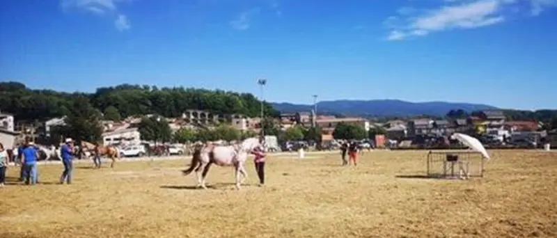 A Spadola il primo equiraduno: più di cento i cavalli da tutta la Calabria