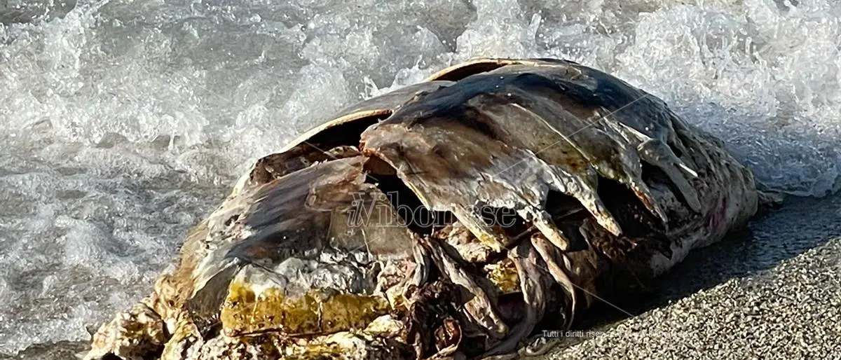 Carcassa di tartaruga recuperata nelle acque di Briatico