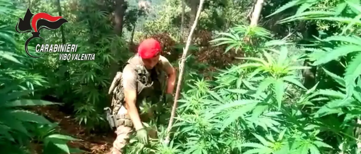 Marijuana: piantagione scoperta dai carabinieri a Nardodipace