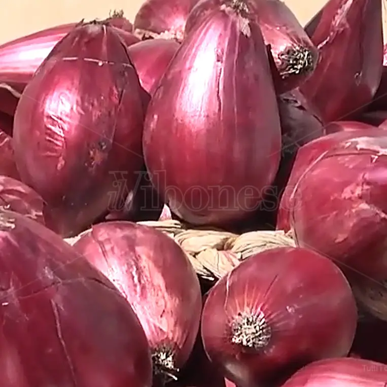 «Cipolla rossa di Tropea ambasciatrice della Calabria nel mondo», in 14 anni produzione passata da 10mila a 380mila quintali