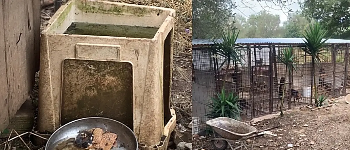 Sequestro cani a Sant’Onofrio, Enpa Vibo: «Detenuti in pessime condizioni»