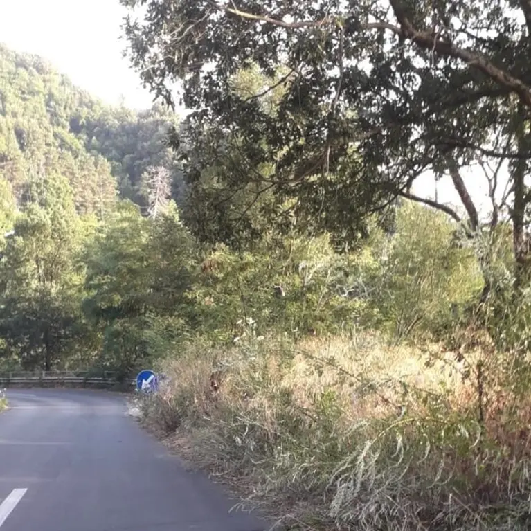 Polia, strade abbandonate: ex consigliere “striglia” la Provincia di Vibo