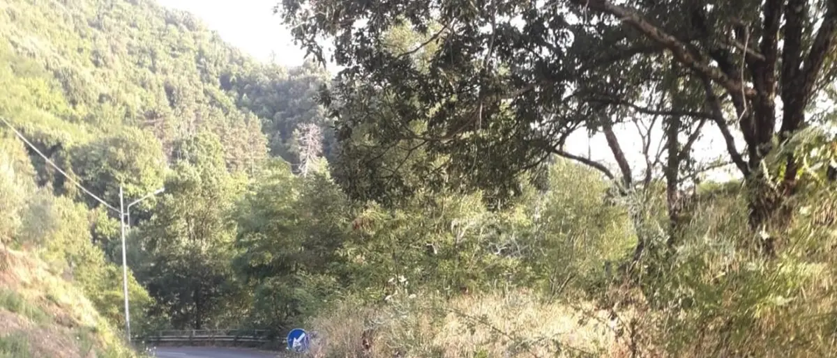 Polia, strade abbandonate: ex consigliere “striglia” la Provincia di Vibo