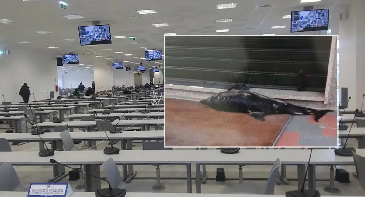 Rinascita Scott: Bartolomeo Arena, il delfino morto e l’incendio del furgone a De Angelis