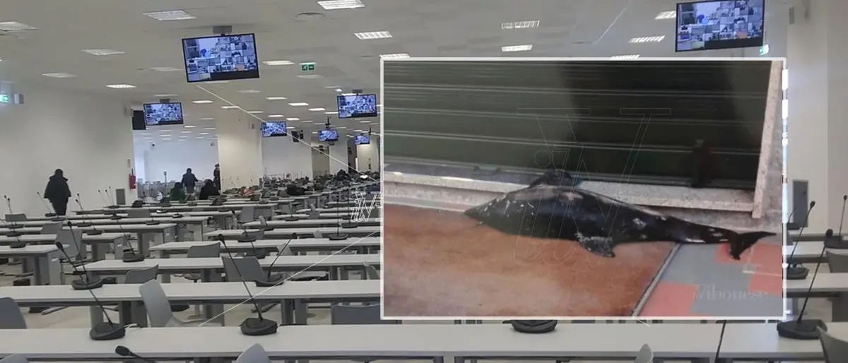 Rinascita Scott: Bartolomeo Arena, il delfino morto e l’incendio del furgone a De Angelis