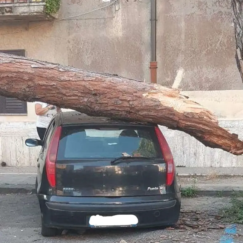 Pino marittimo si schianta su auto a Vibo, intervento dei vigili del fuoco