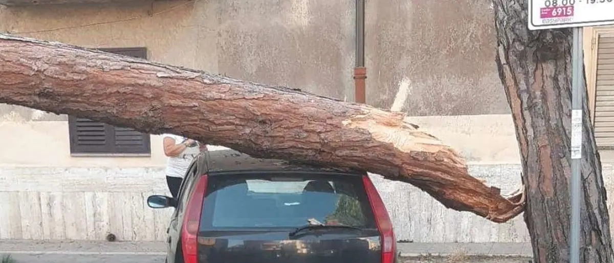 Pino marittimo si schianta su auto a Vibo, intervento dei vigili del fuoco