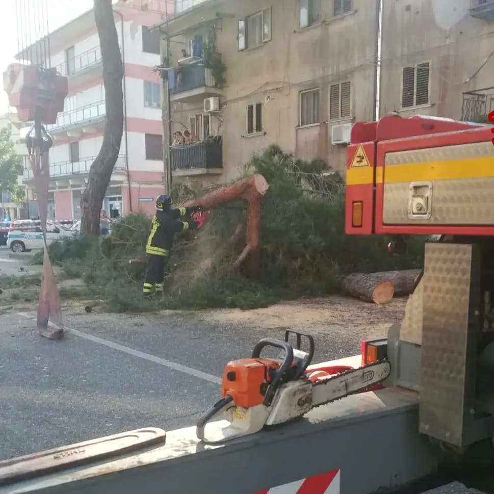 Albero caduto su auto a Vibo, Miceli: «Avevamo già segnalato il pericolo»