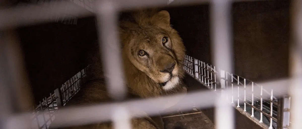 Rinascita Scott, Bartolomeo Arena: «Pardea voleva uccidere un leone ai titolari del circo»
