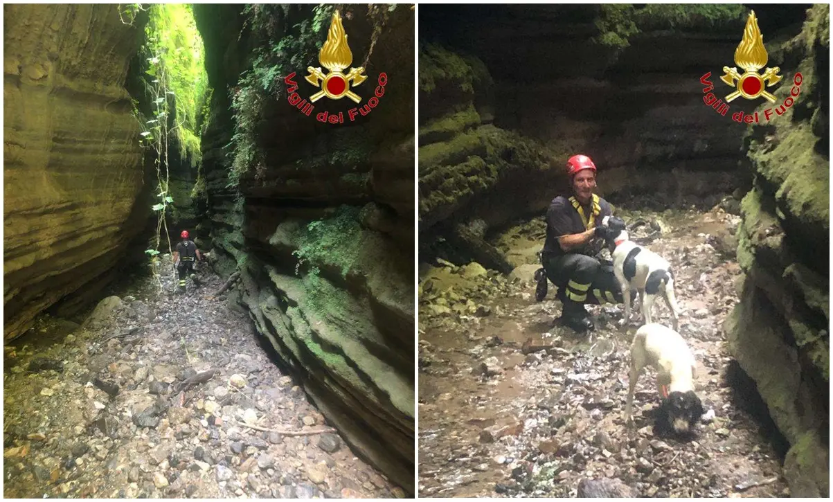 Cani finiscono in un dirupo a Polia: li salvano i vigili del fuoco - Foto